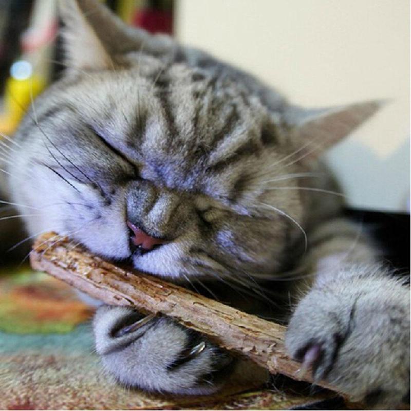 25pcs Cat Cleaning Teeth Natural Catnip